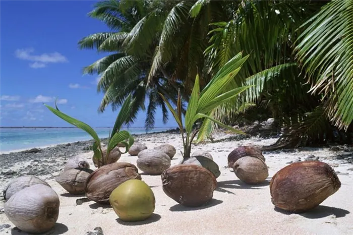 Кокосовые орехи, выброшенные на берег течением