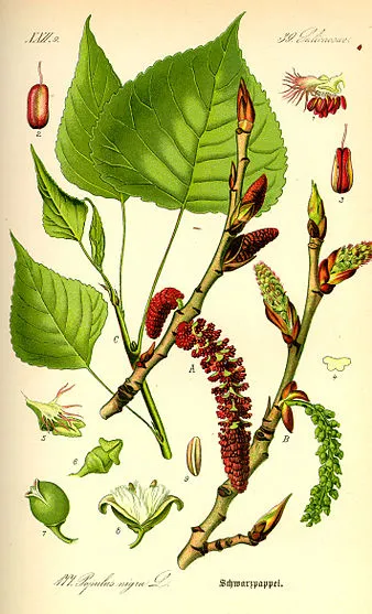 Иллюстрация poplar nigra0.jpg