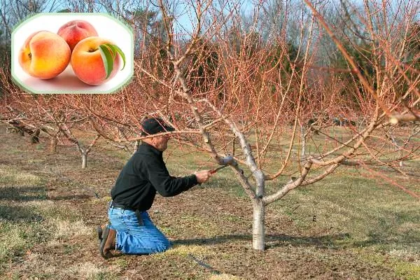 Планирование обрезки персиков - чашевидная форма кроны
