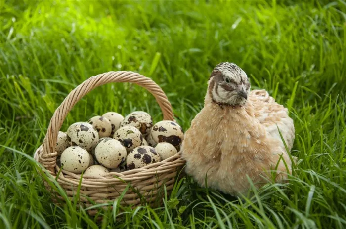 Перепелка на траве возле корзины с яйцами