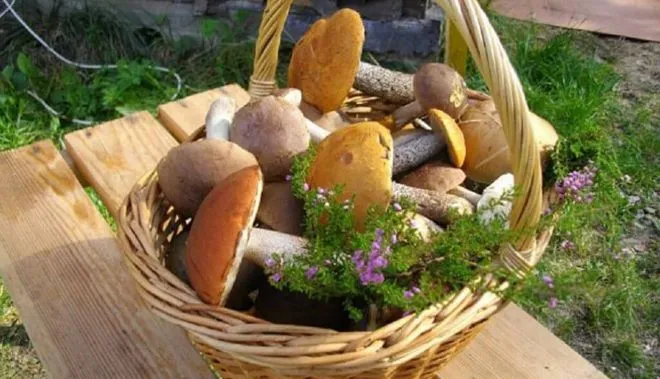 Сбор грибов в корзины