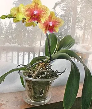 Орхидея в стеклянном цветочном горшке