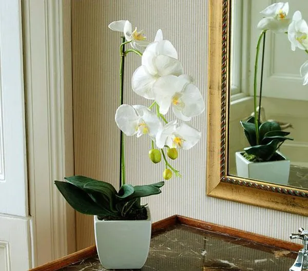 Тонкая орхидея внутри