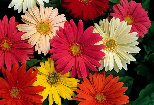 Краевые цветки герберы можно расположить в два ряда.