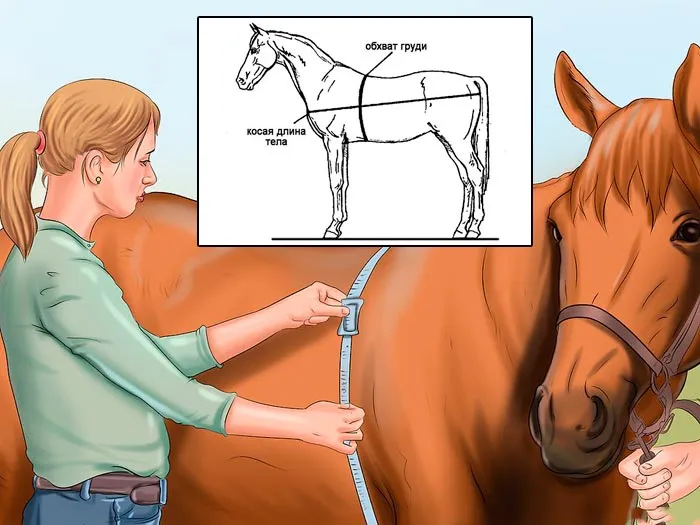 Мера лошади