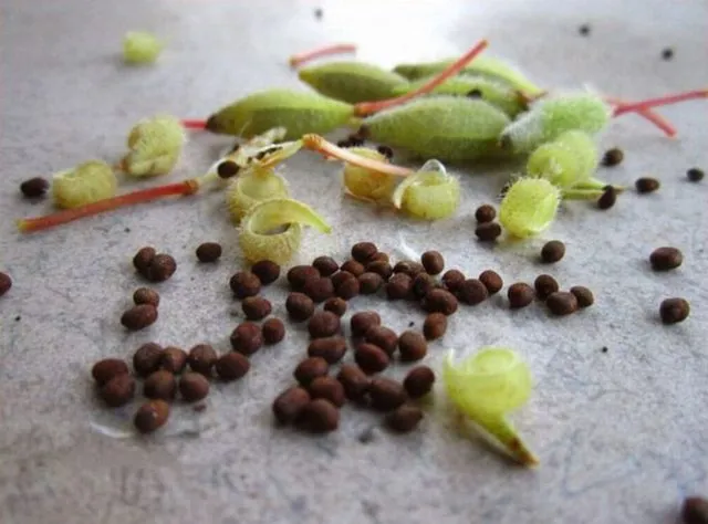 Бальзамин: когда сеять семена, как вырастить, хитрости, фото