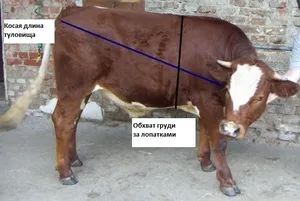 Как рассчитать коров и быков без весов: таблицы, метод Турхановского