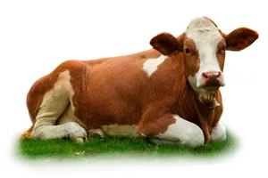 Стандарты весовой говядины для молодняка крупного рогатого скота