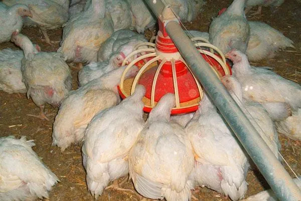 Выращивание мясных цыплят