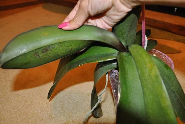 Листопад орхидеи может быть вызван недостаточным или чрезмерным поливом.