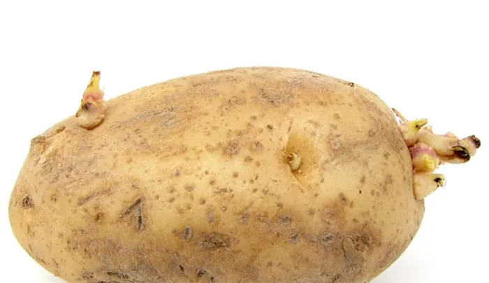 Что такое клубень картофеля: описание растения, выращивание и применение.