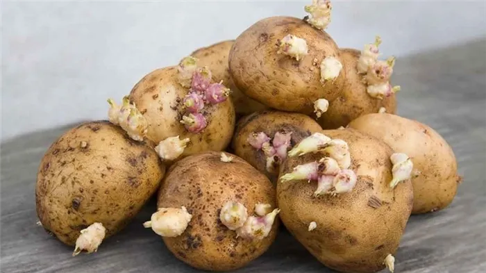 Что такое клубень картофеля: описание растения, выращивание и применение.