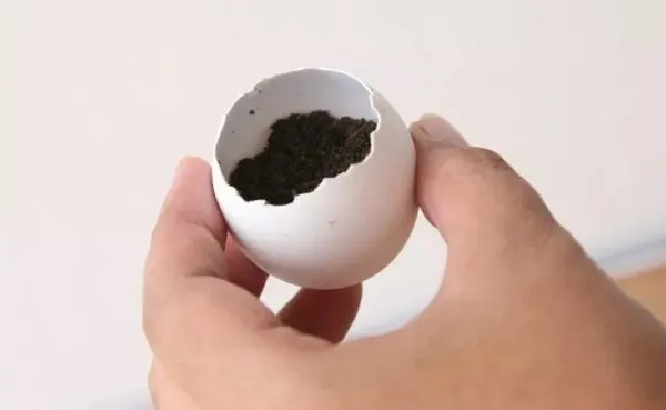 Яичная скорлупа, наполненная почвой