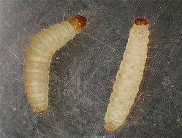 Фотографии пищевых личинок (белых червей)