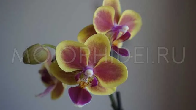 Желто-красный цвет орхидей