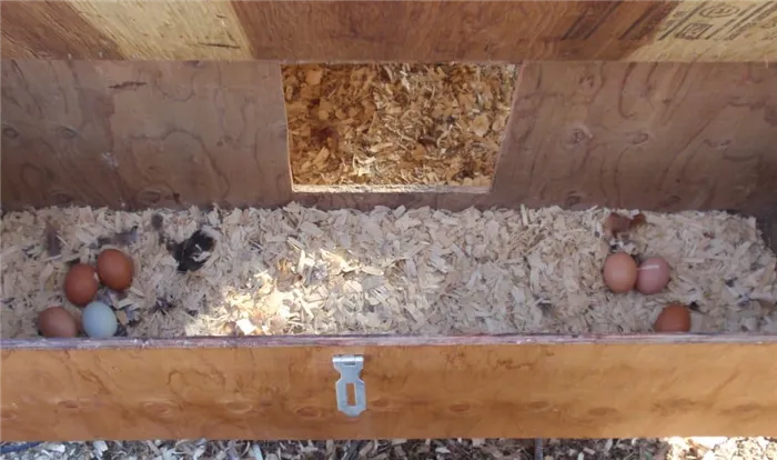 Поместите рядом с гнездом кукурузу и воду, чтобы поддержать цыплят.