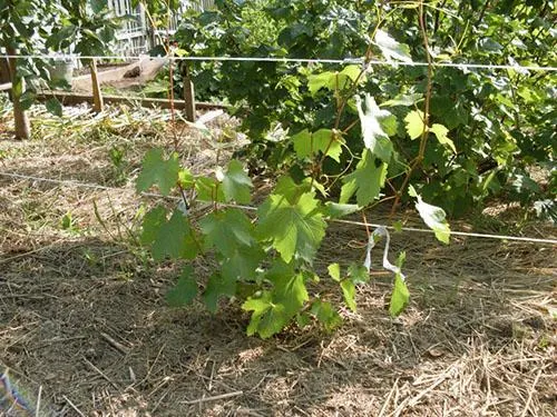 Уход за виноградной лозой в первый год