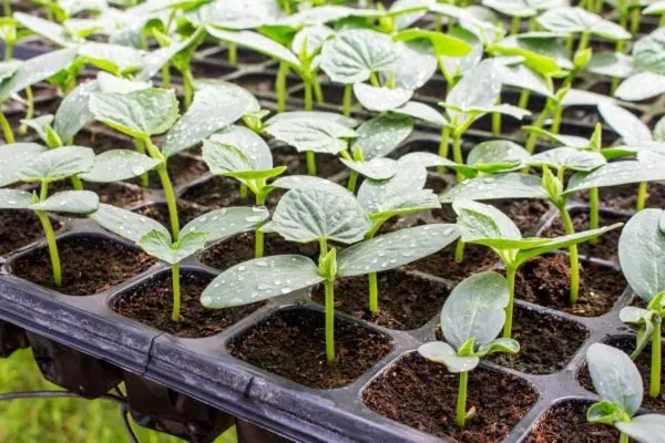 Как правильно выращивать растения огурцов на окнах, чтобы они не разрастались