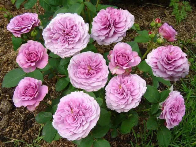 Маленькие розы: 15 лучших сортов привлекательных маленьких горничных с фото и описанием