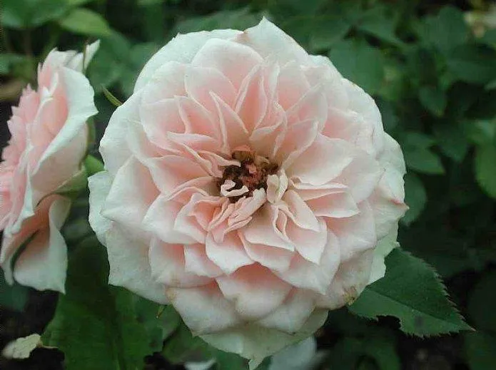 Миниатюрная роза - Даниэла