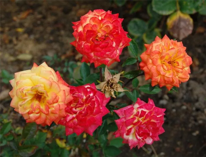 Миниатюрная роза - Колибри