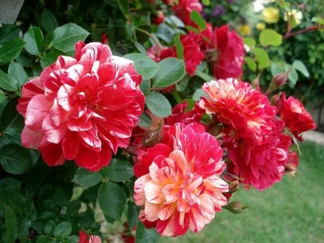 Маленькие розы: 15 лучших сортов привлекательных маленьких горничных с фото и описанием