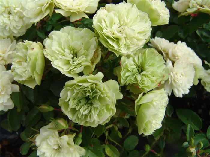 Миниатюрная роза - Зеленый лед