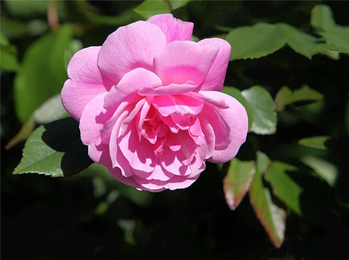 Миниатюрная роза - свежий розовый цвет