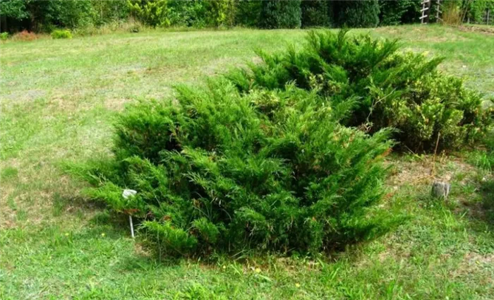Можжевельник (Juniperus chinensis)