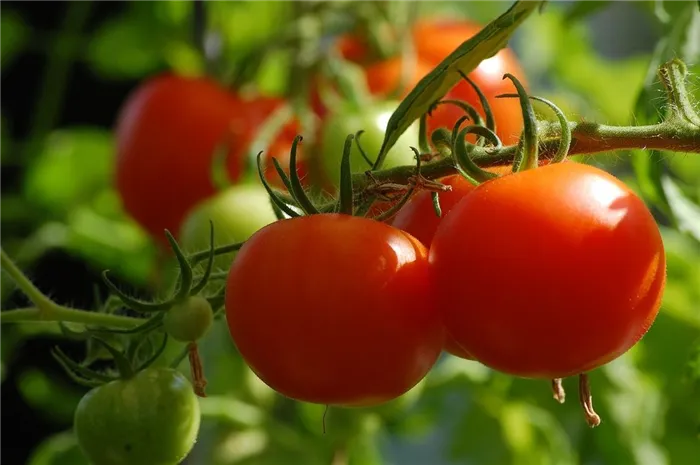 Помидоры и томаты - в чем разница