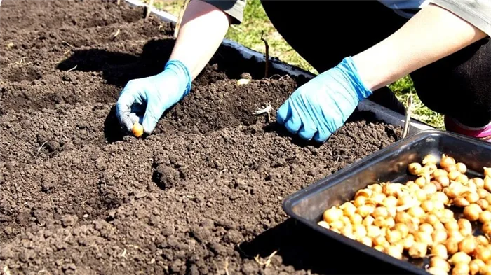 Техника посадки лука-порея: как правильно сажать и выращивать лук-порей