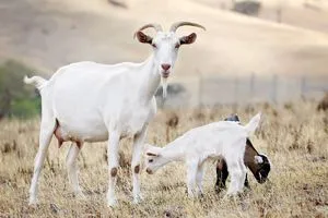 Определение беременной козы
