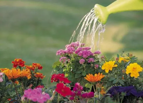 Вода для полива комнатных растений, поливочная вода