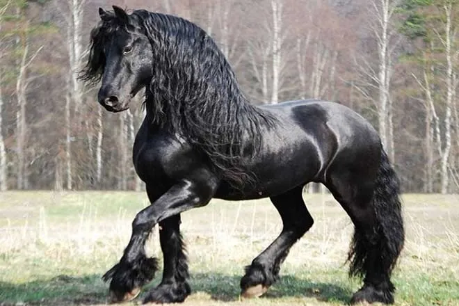 Лошадь фризской породы