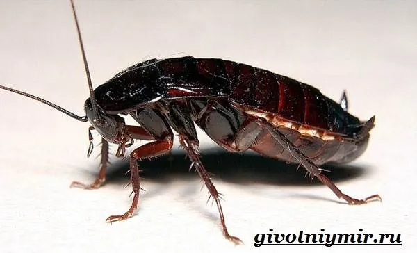 Черные тараканы Жизнь и мочеиспускание червей черные тараканы-6 черные тараканы-6