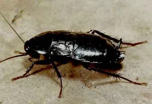 Внешнее строение черного таракана