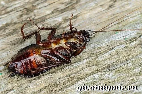 Черные тараканы - Жизнь и движение мочевых червей черных тараканов-5