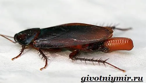 Черные тараканы Черные тараканы и мочеполовой глист движение черных тараканов