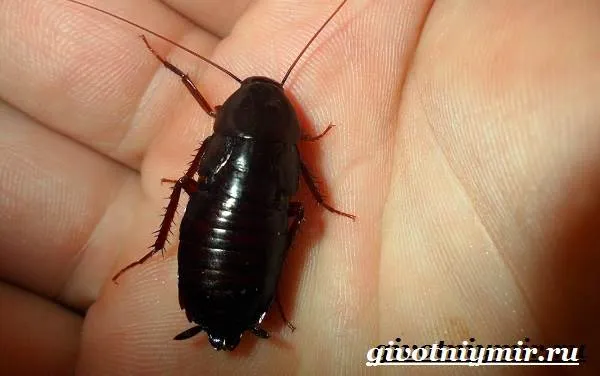 Черные тараканы - Реферин - Черные тараканы с реферином и средой обитания 4