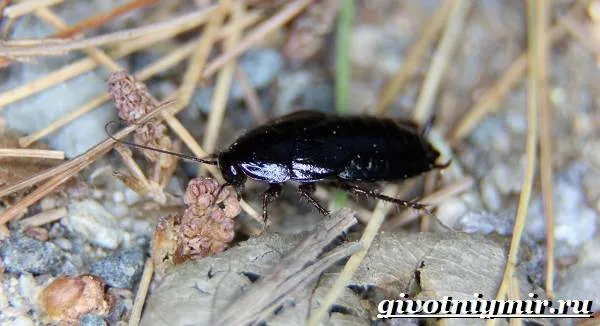 Черные тараканы Черные тараканы Жизнь и мочевыводящие движения черных тараканов-8