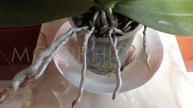 Гигантские воздушные корни орхидей