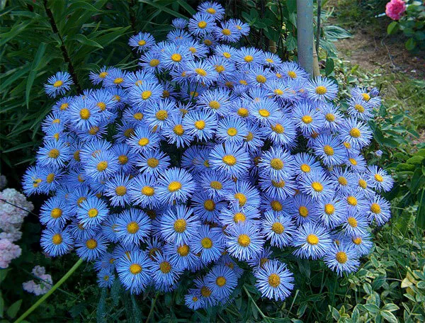 Пограничный цветок Рода очень отличается от цветка маргаритки и очень похож на цветок звезды.