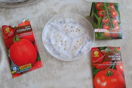 Замачивание семян томатов