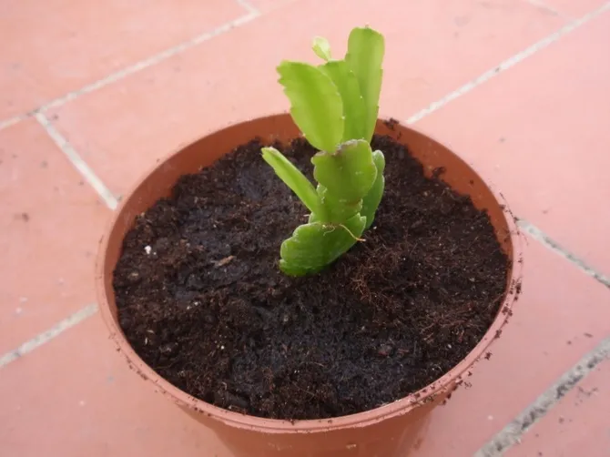 Посадить растение