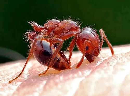 Как избавиться от укусов муравьев?