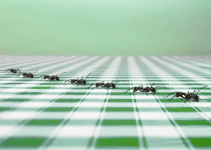Как избавиться от муравьев в моем доме?