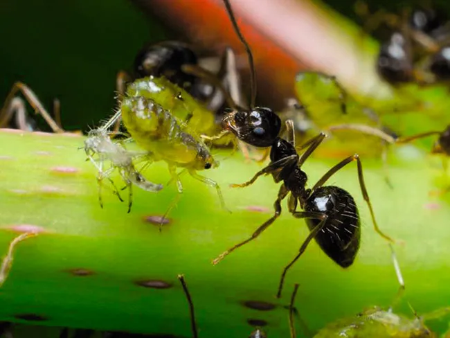 Черные муравьи в саду размножаются тлей в вашем доме.
