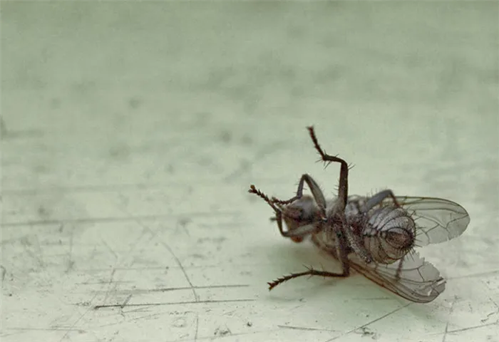 Как выгнать мух из дома?