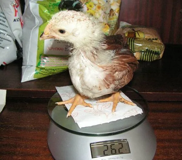 Размер цыплят