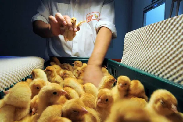 Работники птицефабрики подбирают птенцов